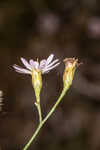 Perennial saltmarsh aster